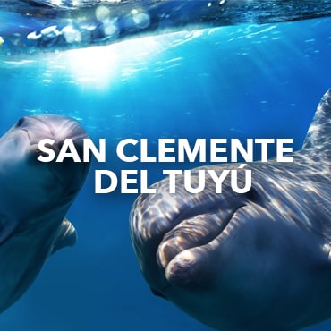 Delfines en San Clemente del Tuyú